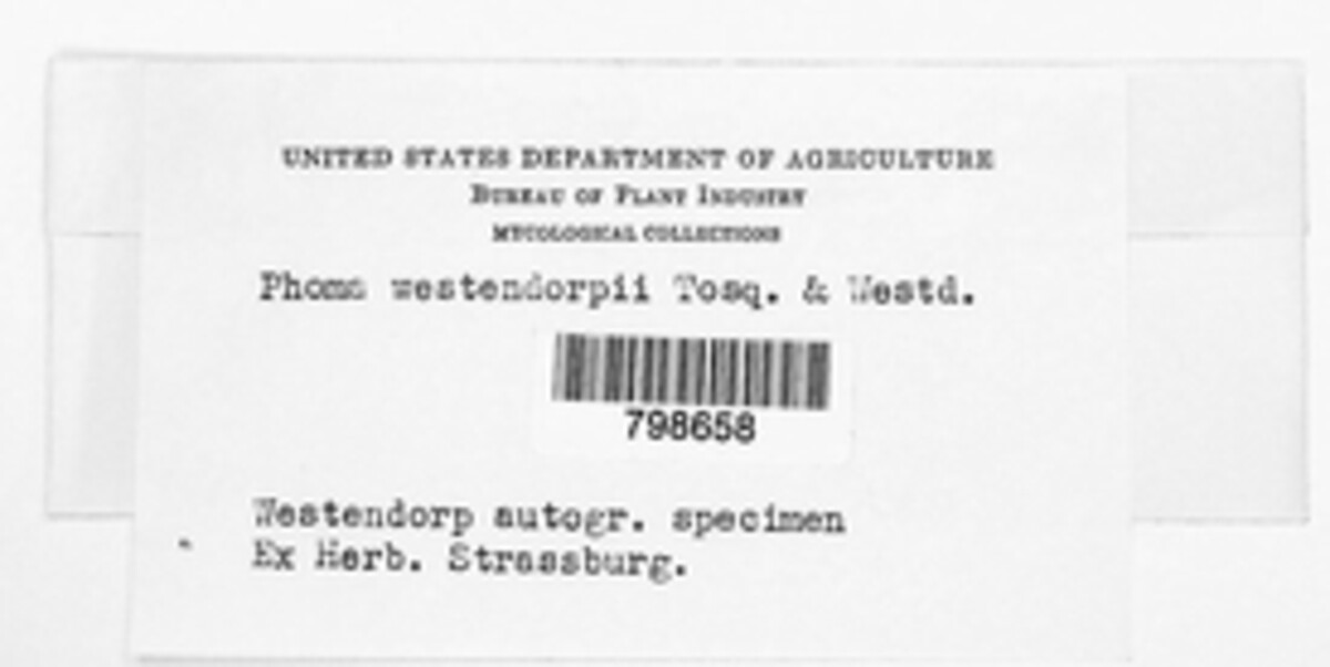 Phoma westendorpii image